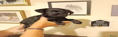 Mixed Breed 5