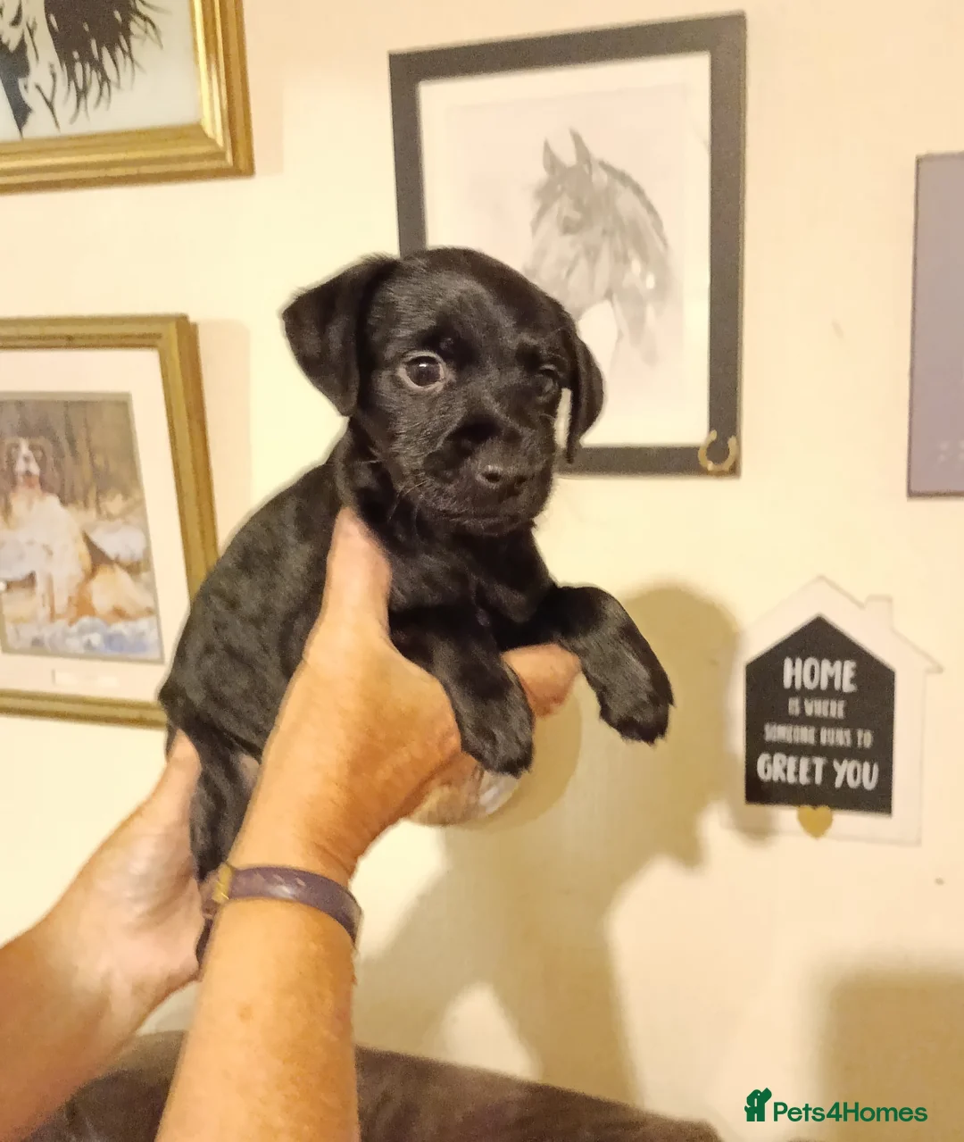 Mixed Breed dogs for sale: Beautiful terrier pups ready for their new home  in Sutton-in-Ashfield - Advert 2