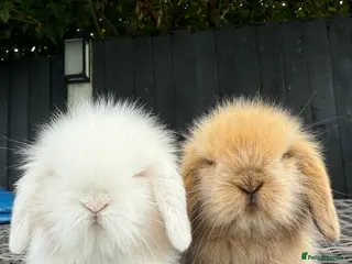 Mini Lion Lop rabbits Beautiful Mini Lion Lops - Ready to Reserve - Advert 2