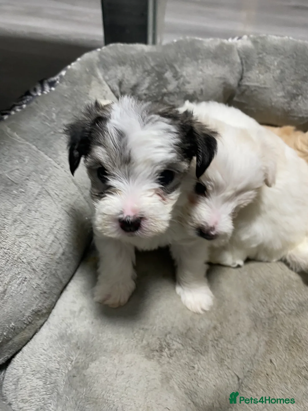 Mixed Breed dogs for sale: Beautiful Maltese & Silky Terrier Puppies - Advert 11