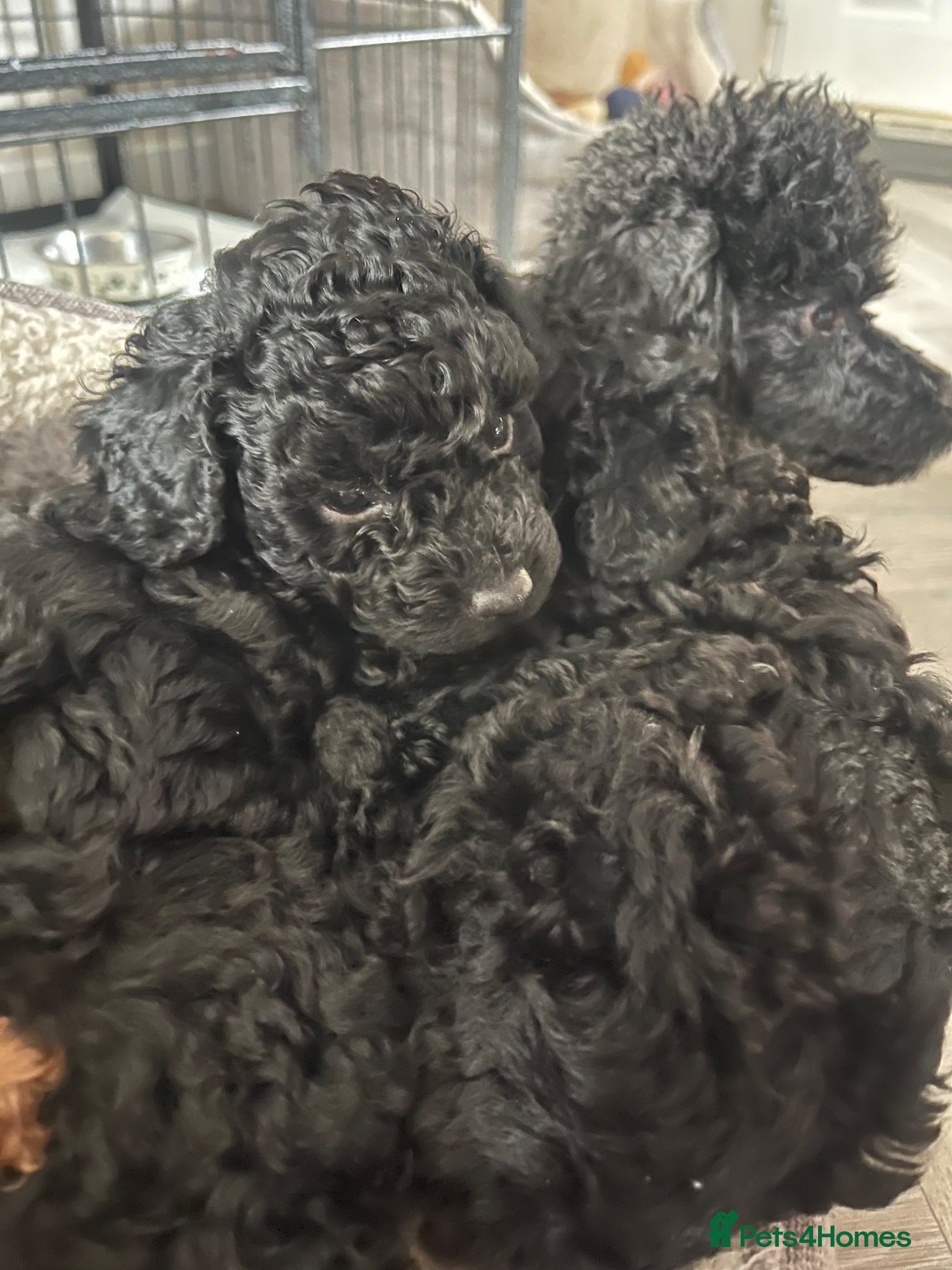 Toy Poodle dogs Toy poodle puppies  - Advert 14