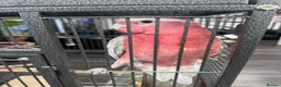 Cockatoo birds for sale: Rose-Breasted Cockatoo (Galah) - Advert 13