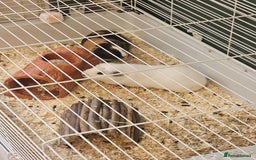 Guinea Pig rodents for sale: X2 Male Guinea Pigs - Advert 3