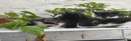 Mixed Breed cats for sale: Adorable kittens for sale BHS - Advert 7