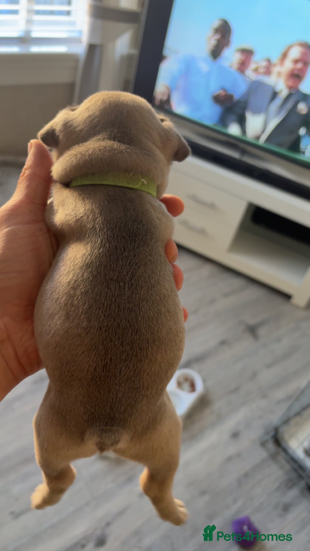 French Bulldog dogs for sale: Frenchies  - Advert 4