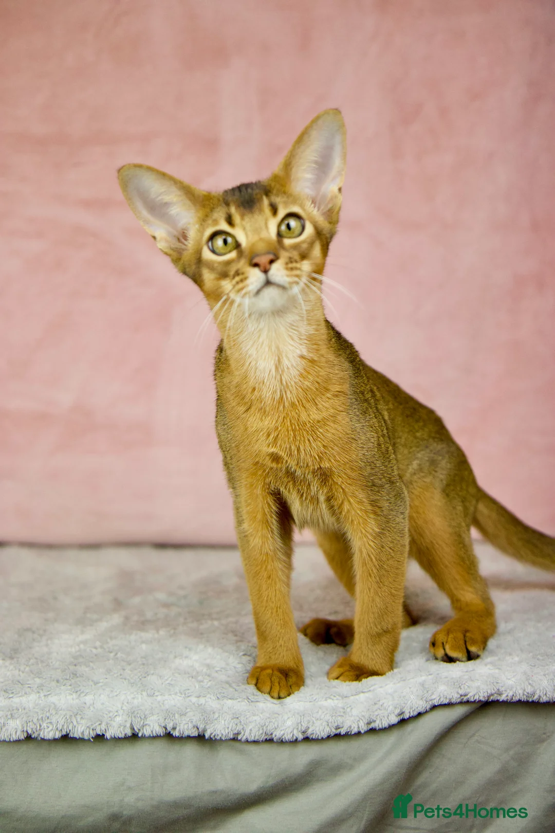 Abyssinian cats for sale: One boy left🤎Raised with Love Abyssinian Kittens - Advert 22