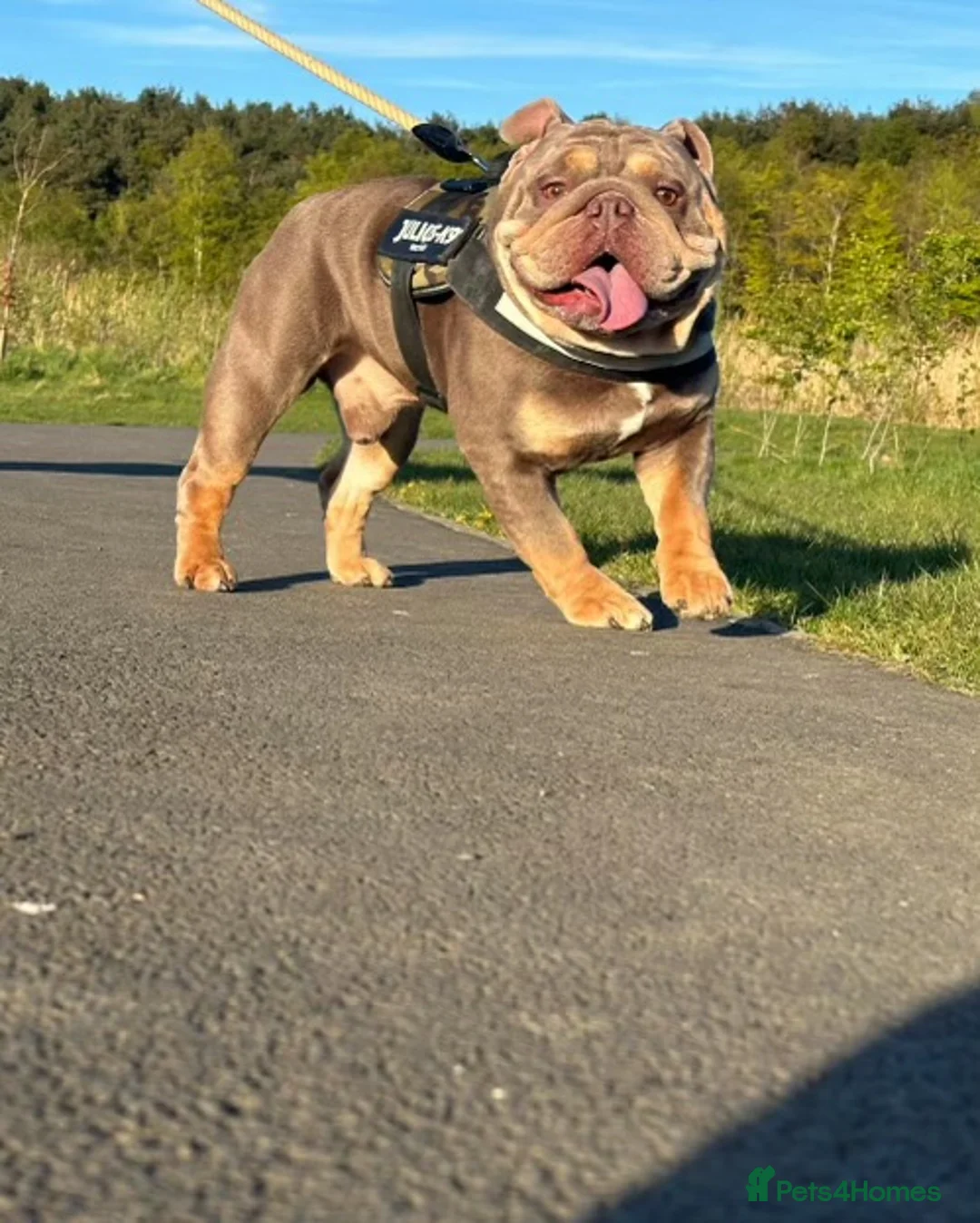 English Bulldog dogs for stud: Fully Suit Lilac Tan Stud newly REDUCED price in Whitley Bay - Advert 3