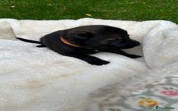 German Shepherd dogs for sale: German Shepherd's from DDR and Czech bloodlines.  - Image 17