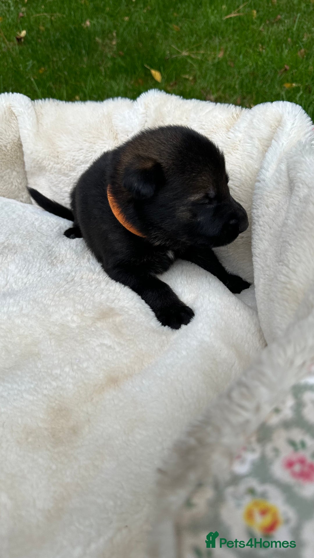 German Shepherd dogs for sale: German Shepherd's from DDR and Czech bloodlines.  - Image 17