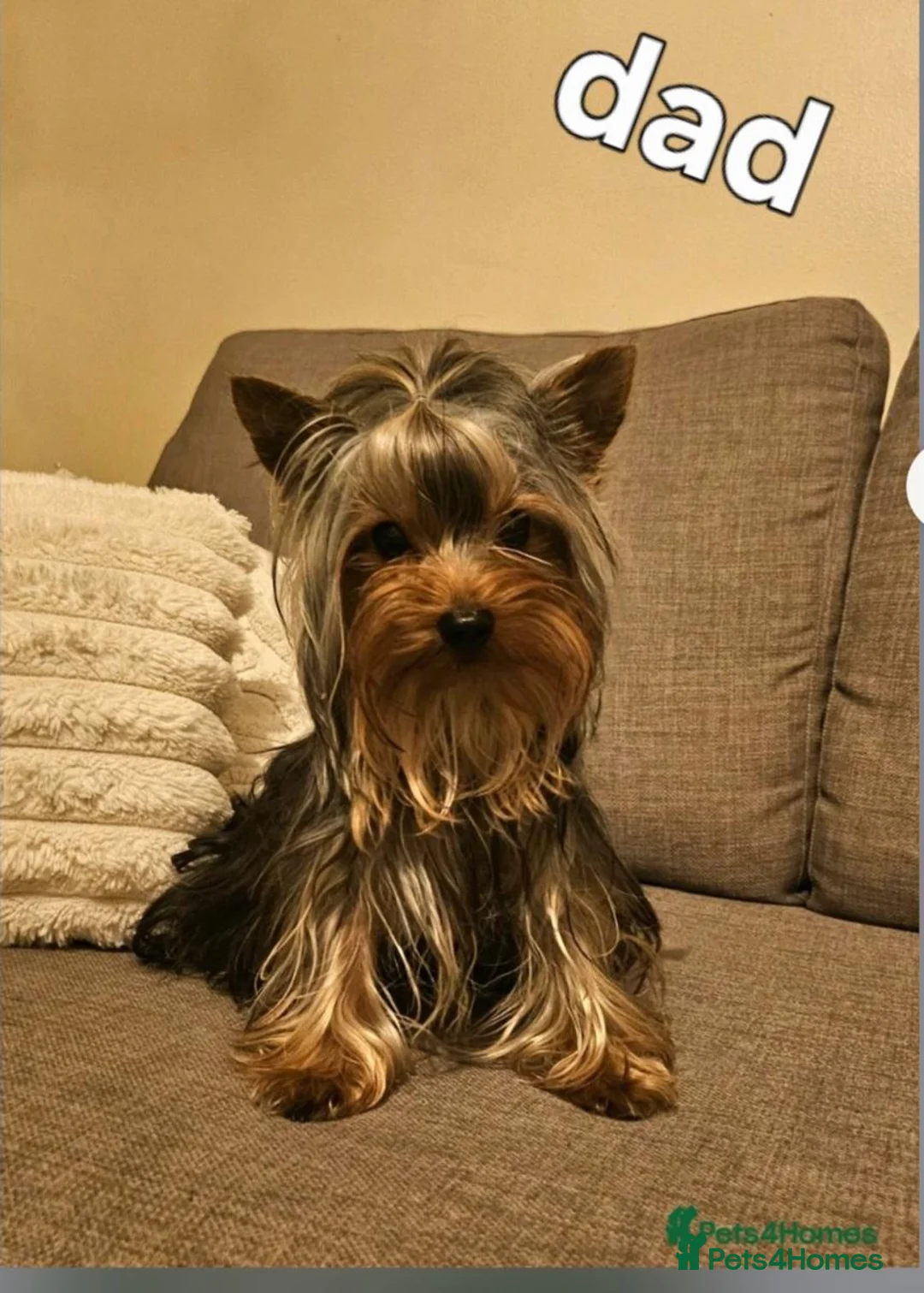 Yorkshire Terrier dogs for sale: Cute little Yorkshire terrier  in Wolverhampton - Advert 4