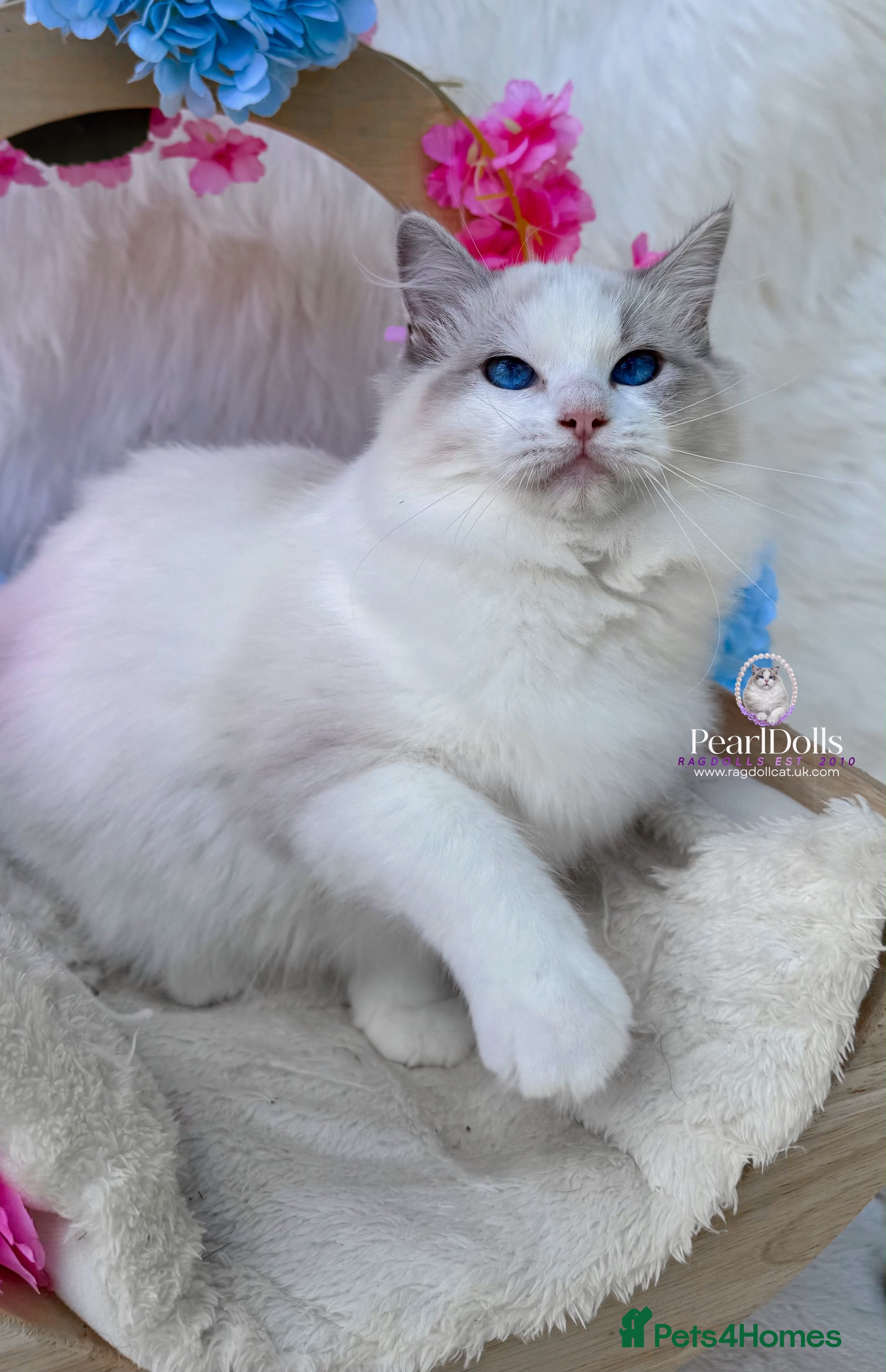 Ragdoll cats ⭐️AWARD WINNING GCCF CATTERY RAGDOLL KITTENS⭐️ - Advert 2