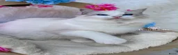 Ragdoll cats for sale: ⭐️AWARD WINNING GCCF CATTERY RAGDOLL KITTENS⭐️ - Advert 26