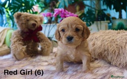 Cavapoochon dogs for sale: Cavapoochon Puppies Looking for Loving Families🐾 - Image 6