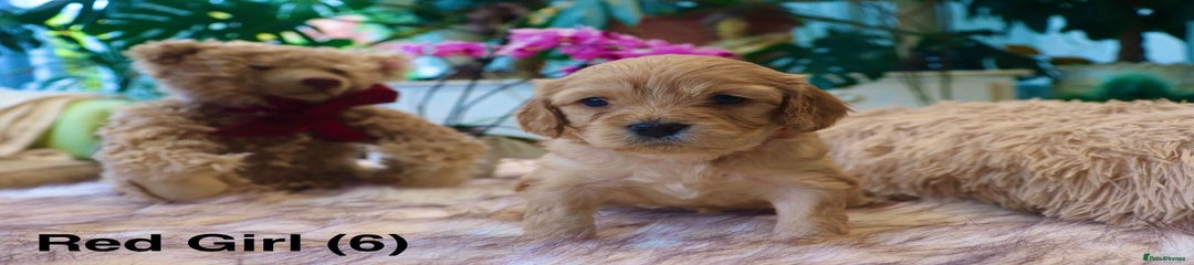 Cavapoochon Puppy 6