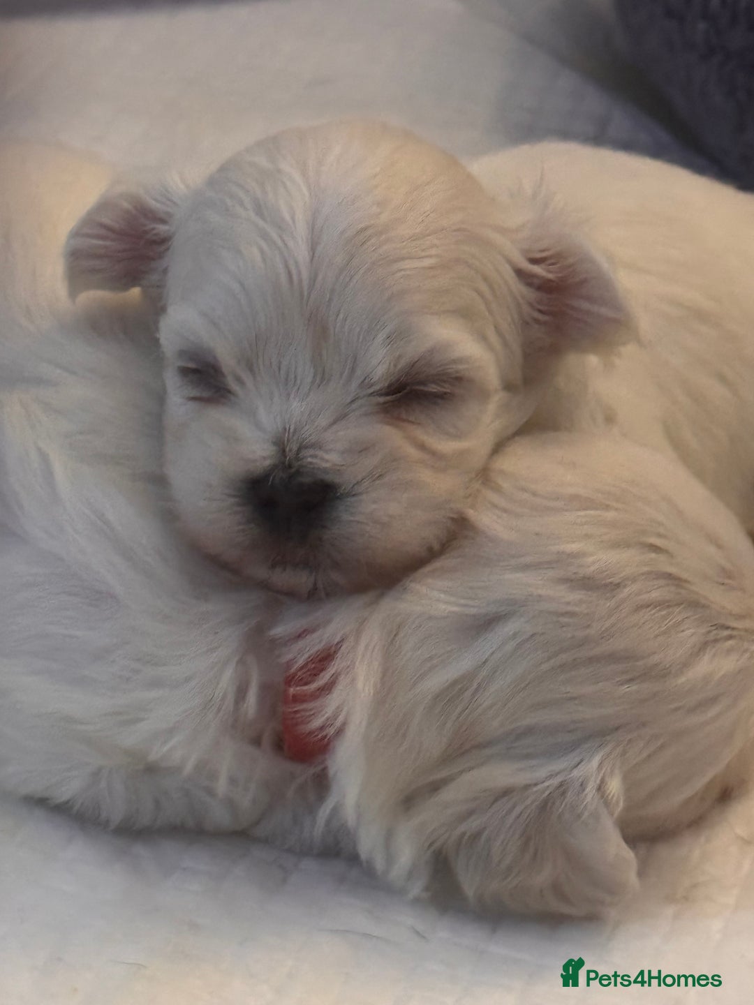 Maltese dogs for sale: Beautiful Maltese puppies ✨ - Advert 5
