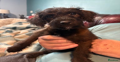 Mixed Breed dogs - Advert 3