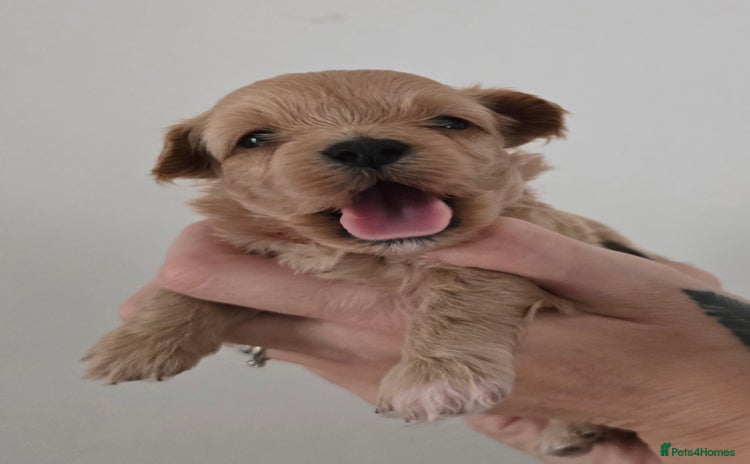 Maltipoo dogs - Advert 1