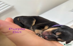 Rottweiler dogs for sale: Rottweiler puppies - Image 9