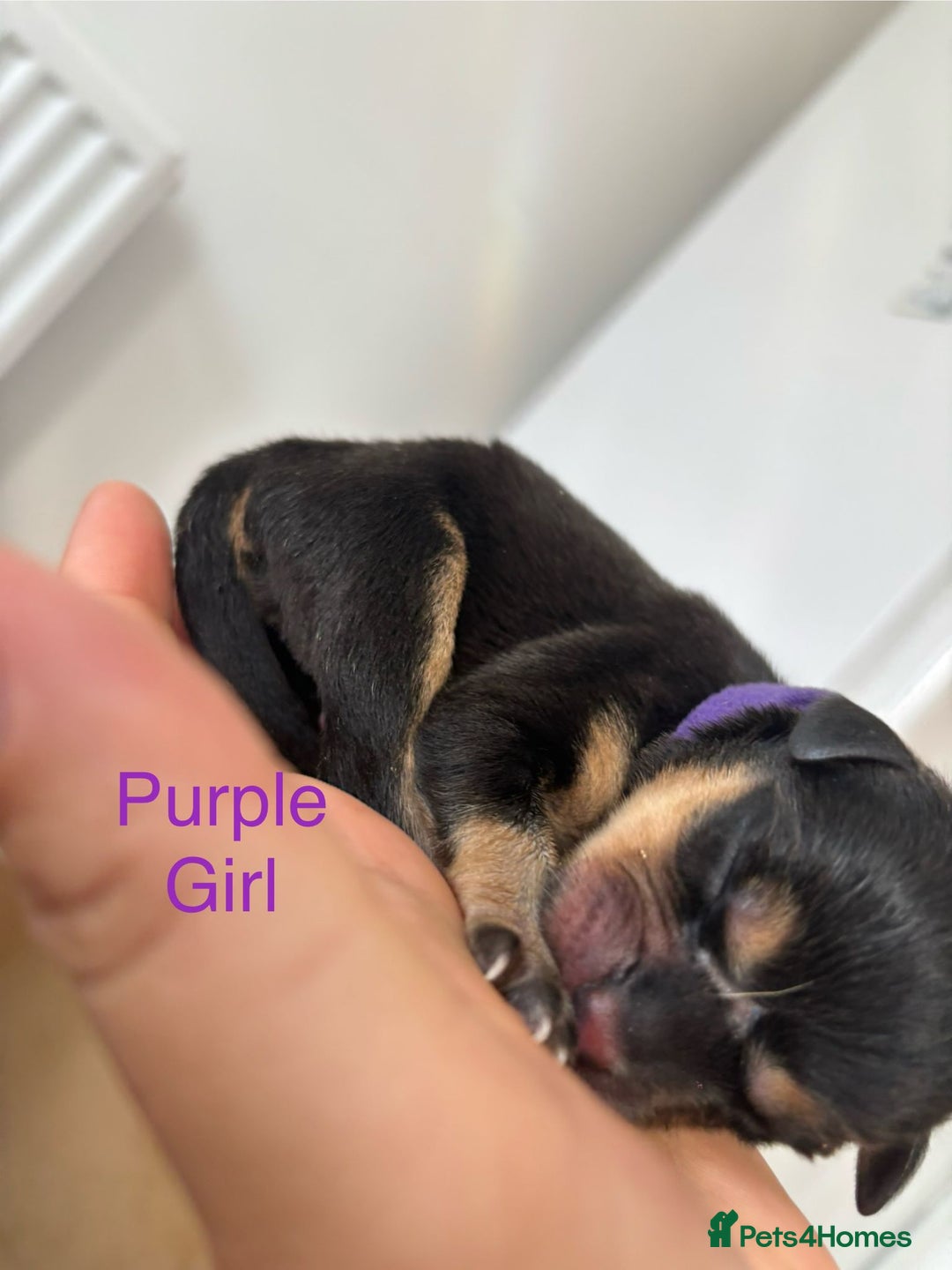 Rottweiler dogs for sale: Rottweiler puppies - Image 9