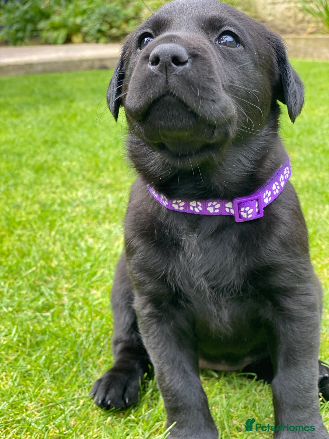 Labrador Retriever dogs for sale: Black Labrador puppies  - Image 7