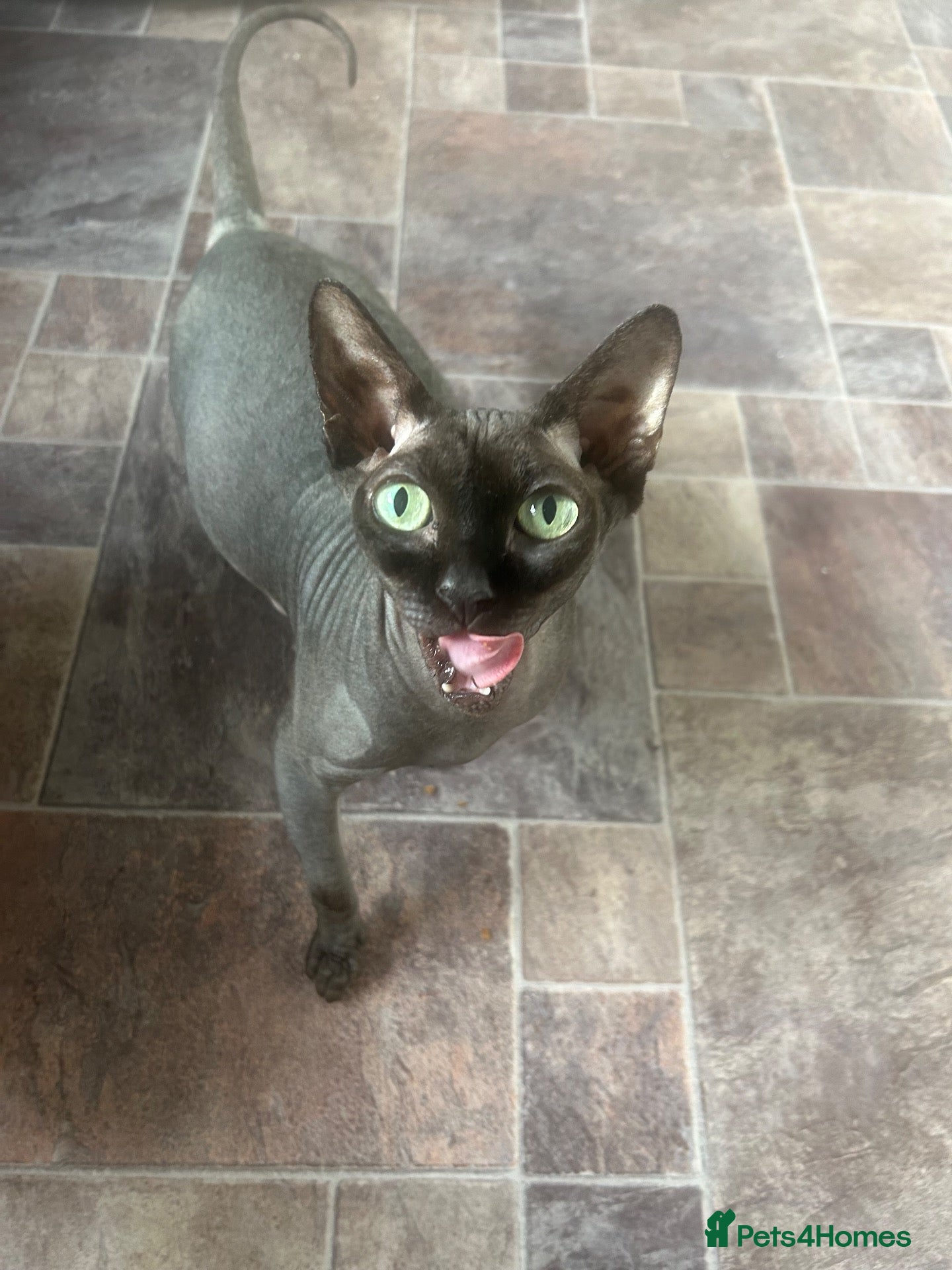 Sphynx cats Pure Canadian Sphyx  - Advert 5