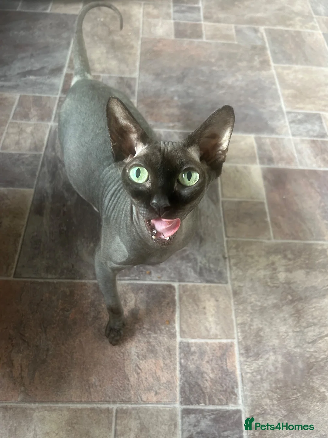 Sphynx cats for sale: Pure Canadian Sphynx  - Advert 1