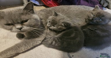 British Shorthair cats - Advert 8
