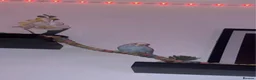Budgerigars birds for sale: Two male budgies with cage and accessories - Advert 4