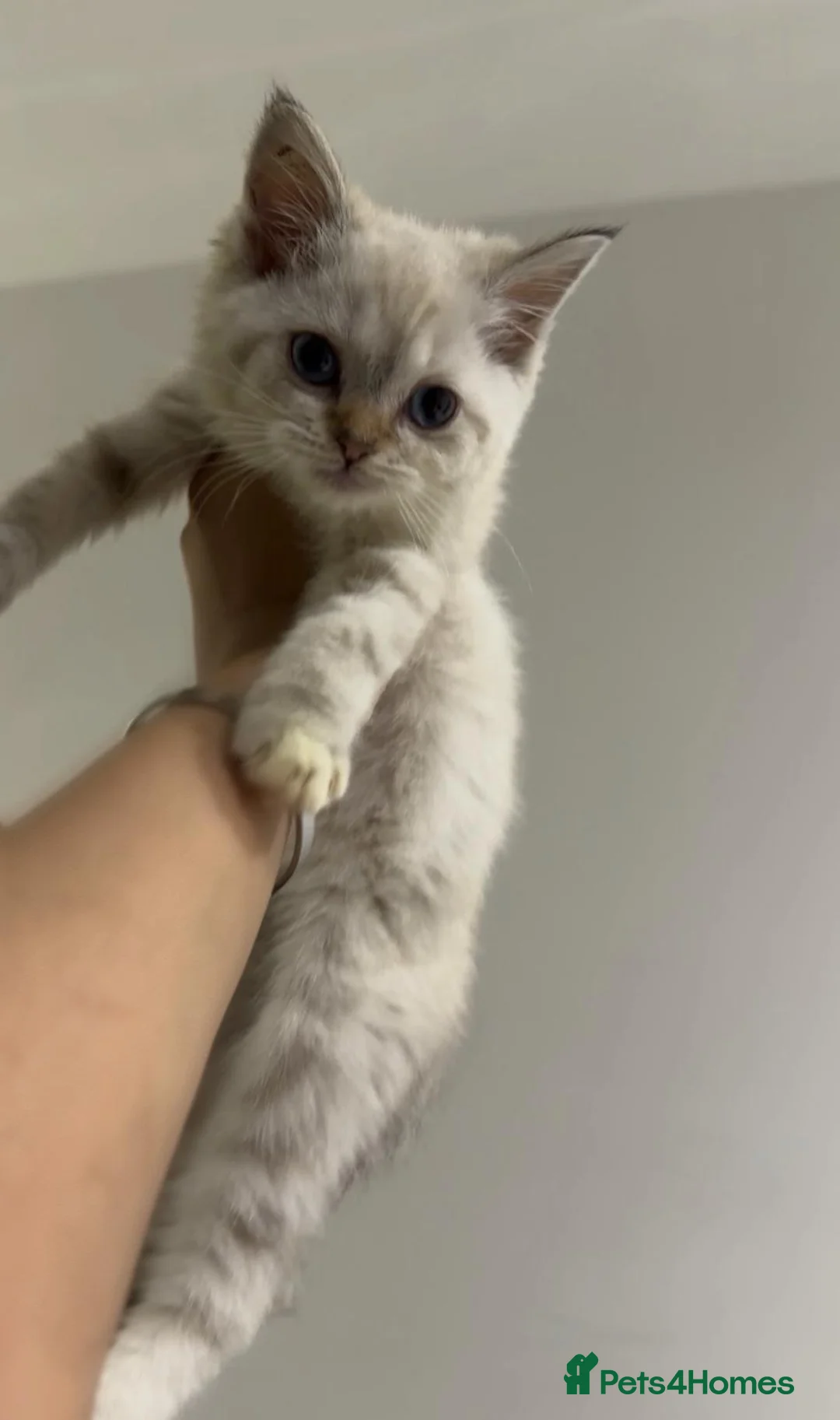 Mixed Breed cats for sale: Ragdoll × Scottish Shorthair Mix Kittens for Sale  - Advert 7