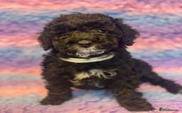 Cockapoo dogs for sale: F1b cockapoo ready to leave now last girl left - Image 1