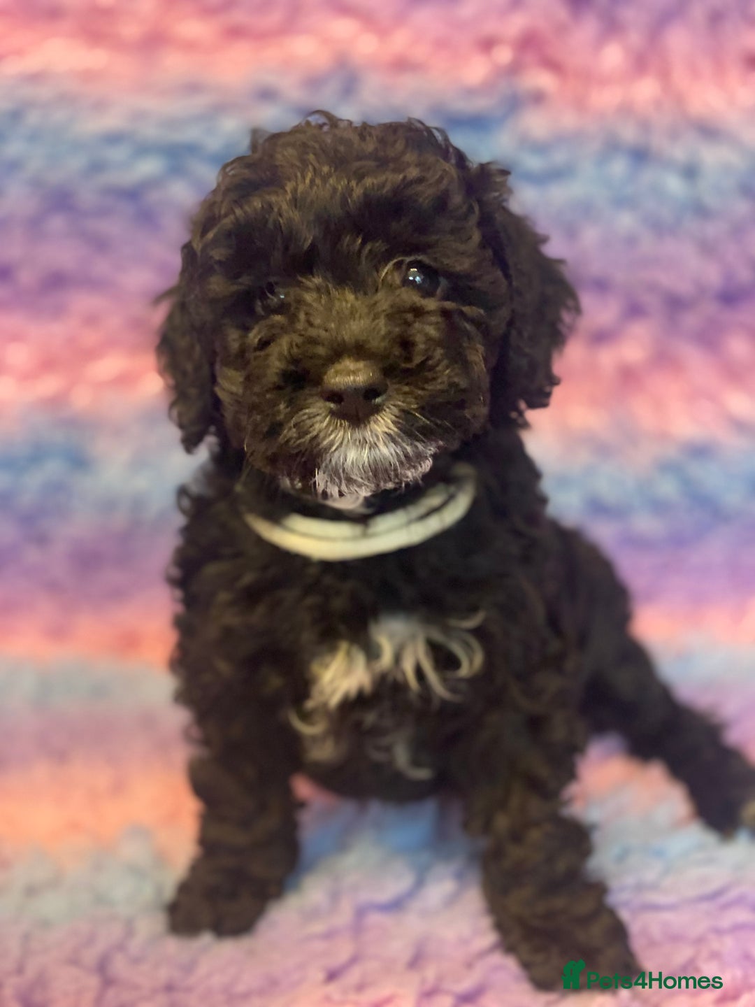 Cockapoo dogs for sale: F1b cockapoo ready to leave now last girl left - Image 1