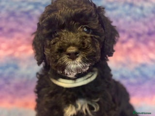 Cockapoo dogs - Advert 13