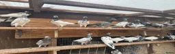 Pigeons birds for sale: Pakistani high flyers for sale  - Advert 4