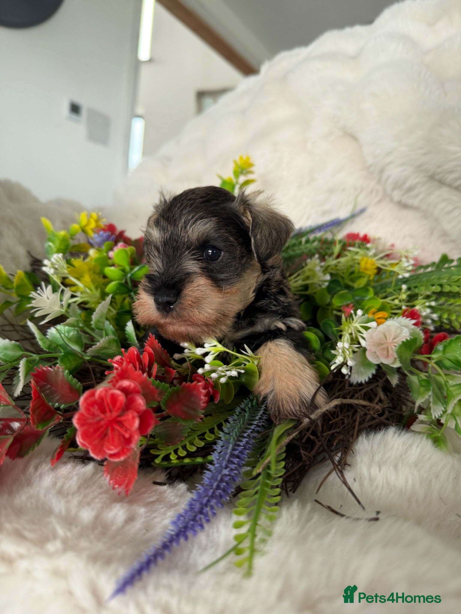 Miniature Schnauzer dogs Two gorgeous pure bred puppies home reared  - Advert 1