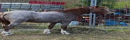 Welsh Section A horses for sale: For sale section A gelding  - Advert 1
