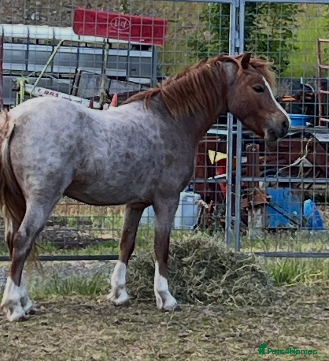 Welsh Section A horses for sale: For sale section A gelding  - Advert 1