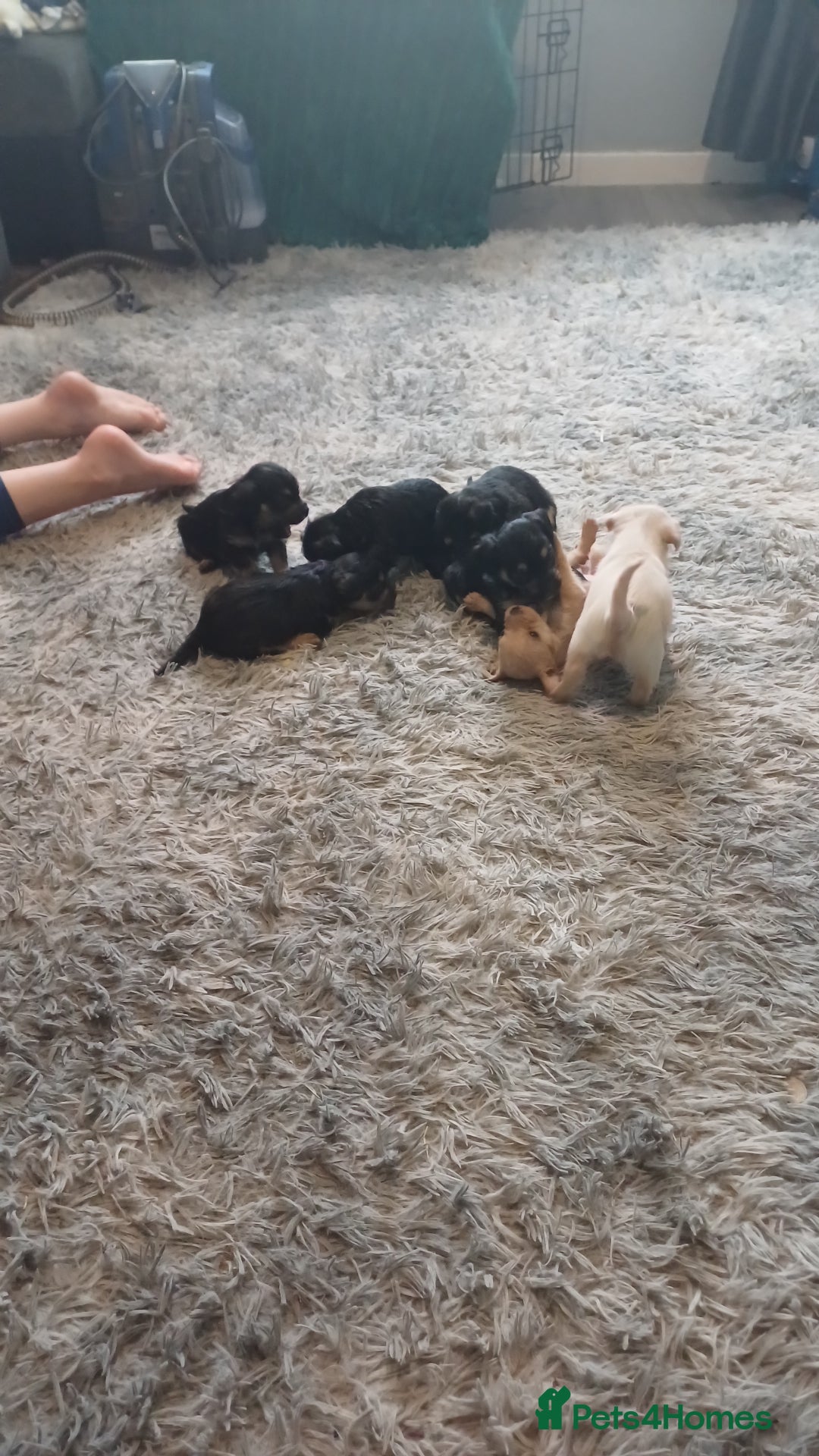 Mixed Breed dogs for sale: Froodle pups for sale  - Image 3
