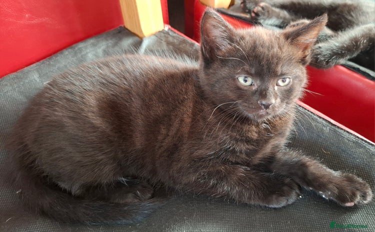 Mixed Breed cats - Advert 3