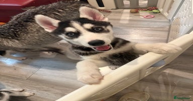 Siberian Husky dogs - Advert 9