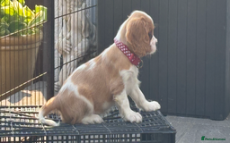Cavalier King Charles Spaniel dogs for sale: Cavalier King Charles Spaniel  - Image 14