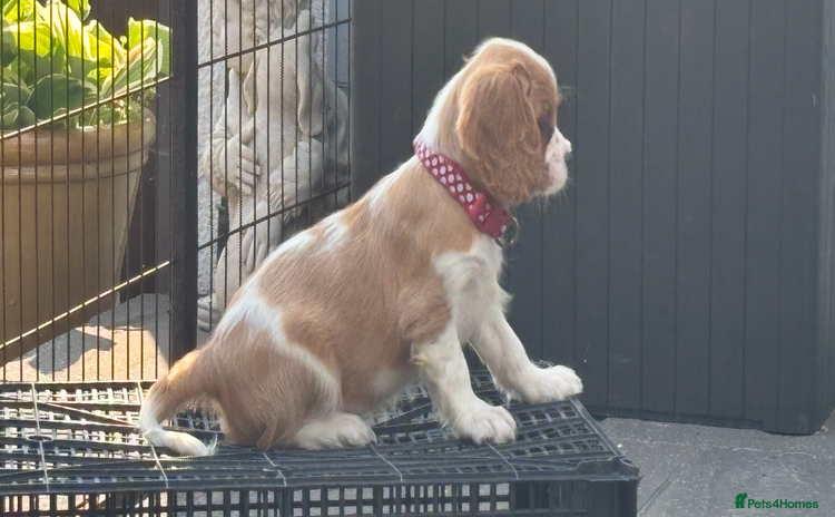 Cavalier King Charles Spaniel dogs - Advert 8