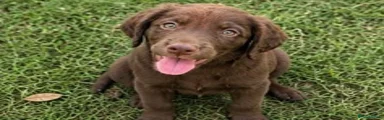 Cocker Spaniel 1