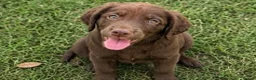Cocker Spaniel dogs for sale: Cocker spaniel puppies in Cambridge - Advert 6