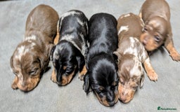 Miniature Dachshund dogs for sale: Quality KC/PRA clear Miniature Dachshund Puppies  - Image 5