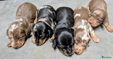 Miniature Dachshund dogs - Advert 3