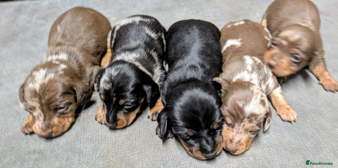 Miniature Dachshund dogs for sale: Quality KC/PRA clear Miniature Dachshund Puppies  - Image 5