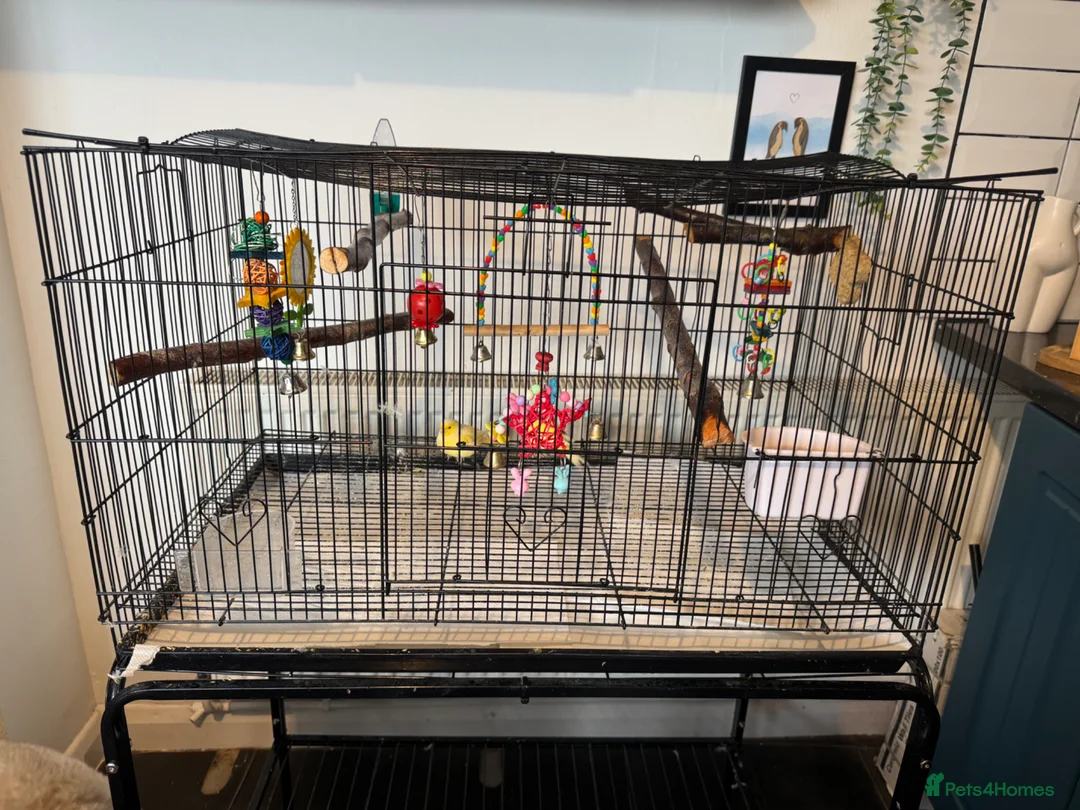 Canaries birds for sale: X2 canaries in Leicester - Advert 3