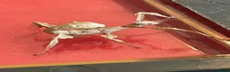 Stick Insects invertebrates for sale: Macleays Spectre (giant stick insects)  - Advert 1