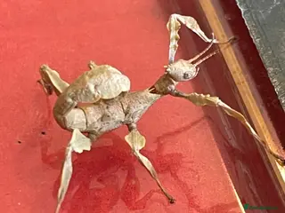 Stick Insects invertebrates Macleays Spectre (giant stick insects) - Advert 1