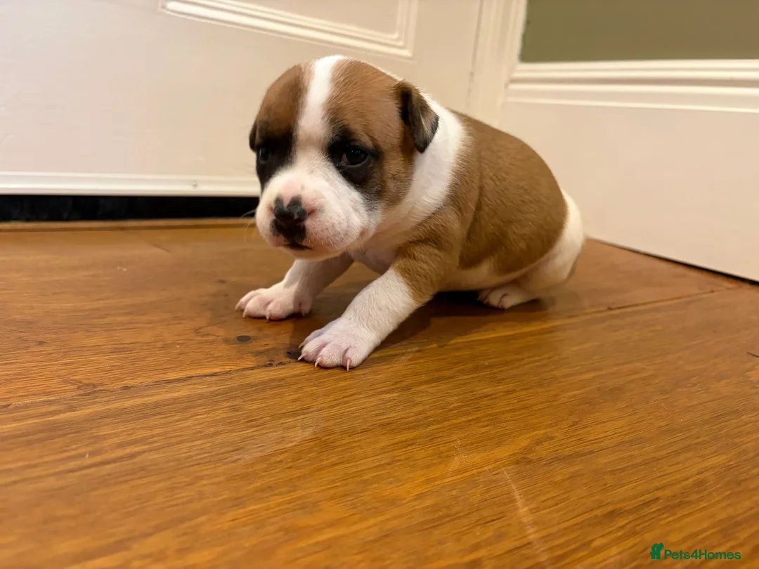 Staffordshire Bull Terrier dogs for sale: Stunning litter of 5 red/pied Staffies. Coi 3.8% - Advert 8